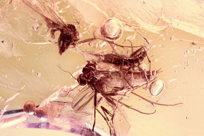 Two Fossil Fungus Gnats (Mycetophilidae) in Baltic Amber #310960